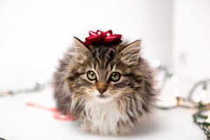 idee regalo per amanti dei gatti